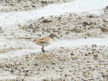 Long-toed Stint いしかり調整池(石狩調整池) Sun, 8/28/2022