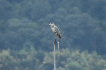 2022年8月30日(火) 滋賀県米原市の野鳥観察記録