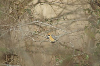 Bull-headed Shrike 霞ヶ浦総合公園 Mon, 1/29/2018