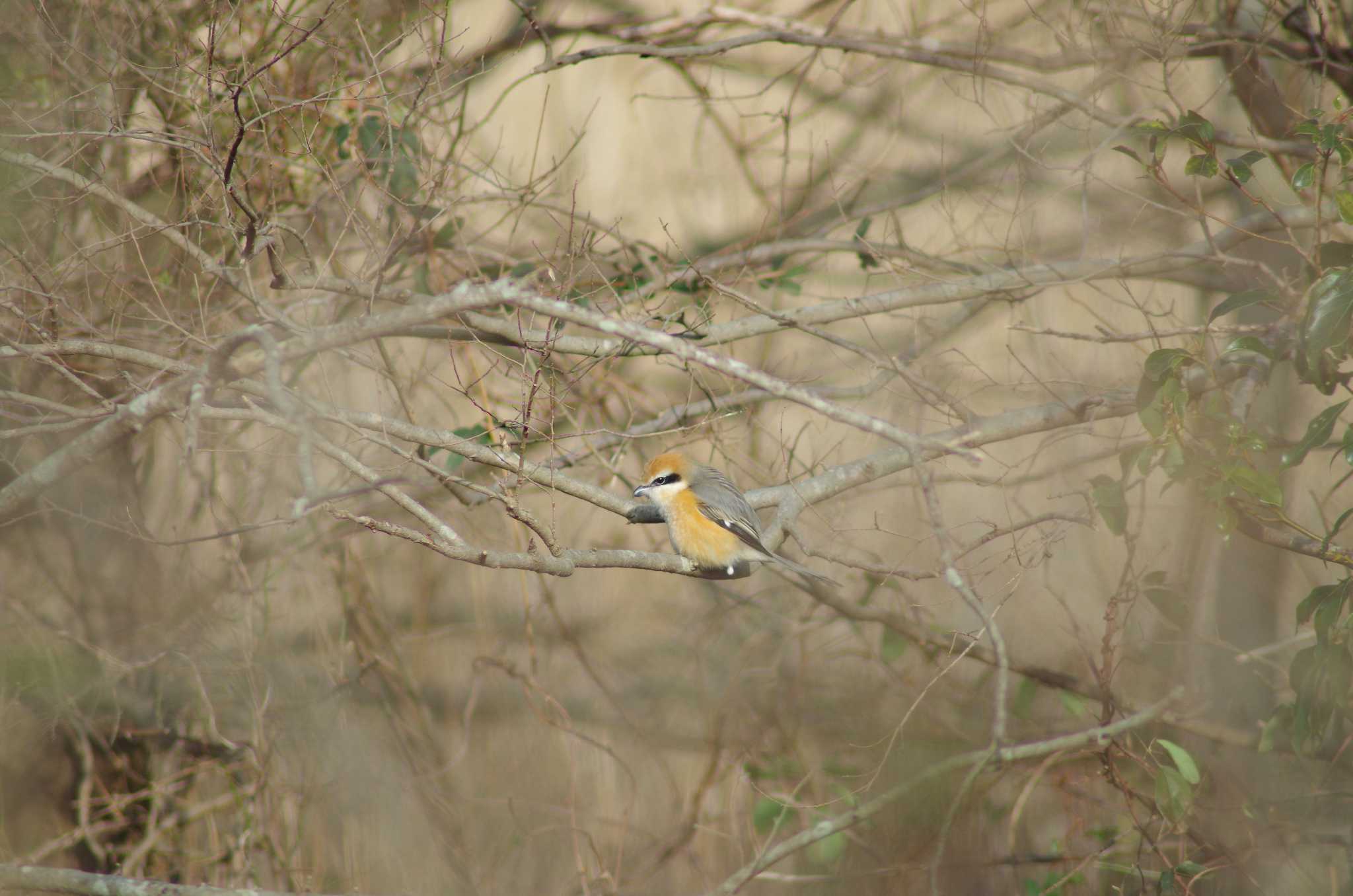 Bull-headed Shrike