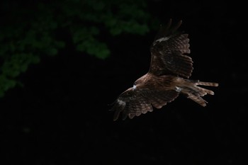 Black Kite Unknown Spots Tue, 8/23/2022