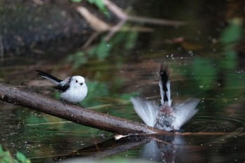 Long-tailed tit(japonicus) Unknown Spots Mon, 8/29/2022