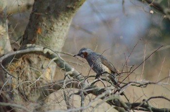 Brown-eared Bulbul 霞ヶ浦総合公園 Mon, 1/29/2018