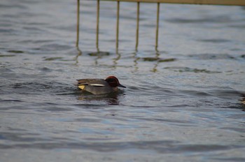 Eurasian Teal 霞ヶ浦総合公園 Mon, 1/29/2018