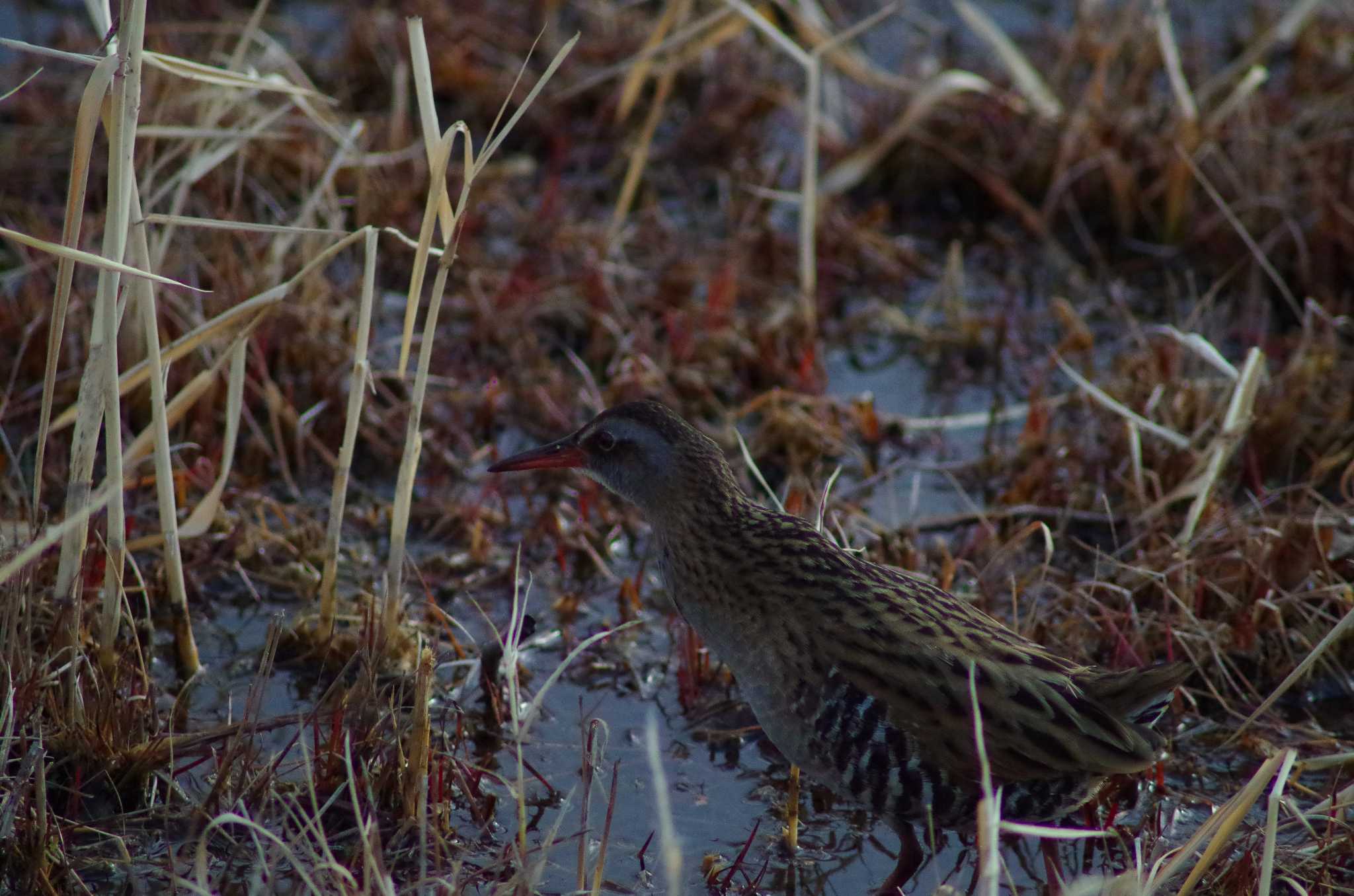 Photo of Common Snipe at 霞ヶ浦総合公園 by たかとん