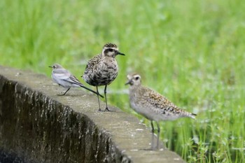 2022年8月28日(日) 厚木田んぼ(猿ヶ島)の野鳥観察記録