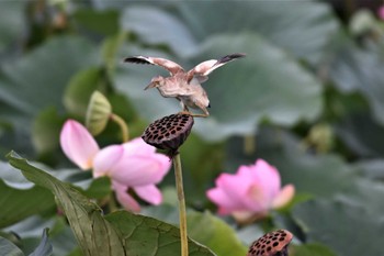 Yellow Bittern 板倉町 Tue, 8/30/2022