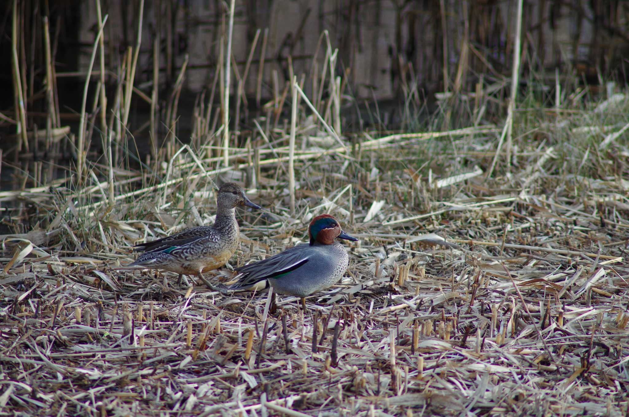 Photo of Eurasian Teal at 霞ヶ浦総合公園 by たかとん