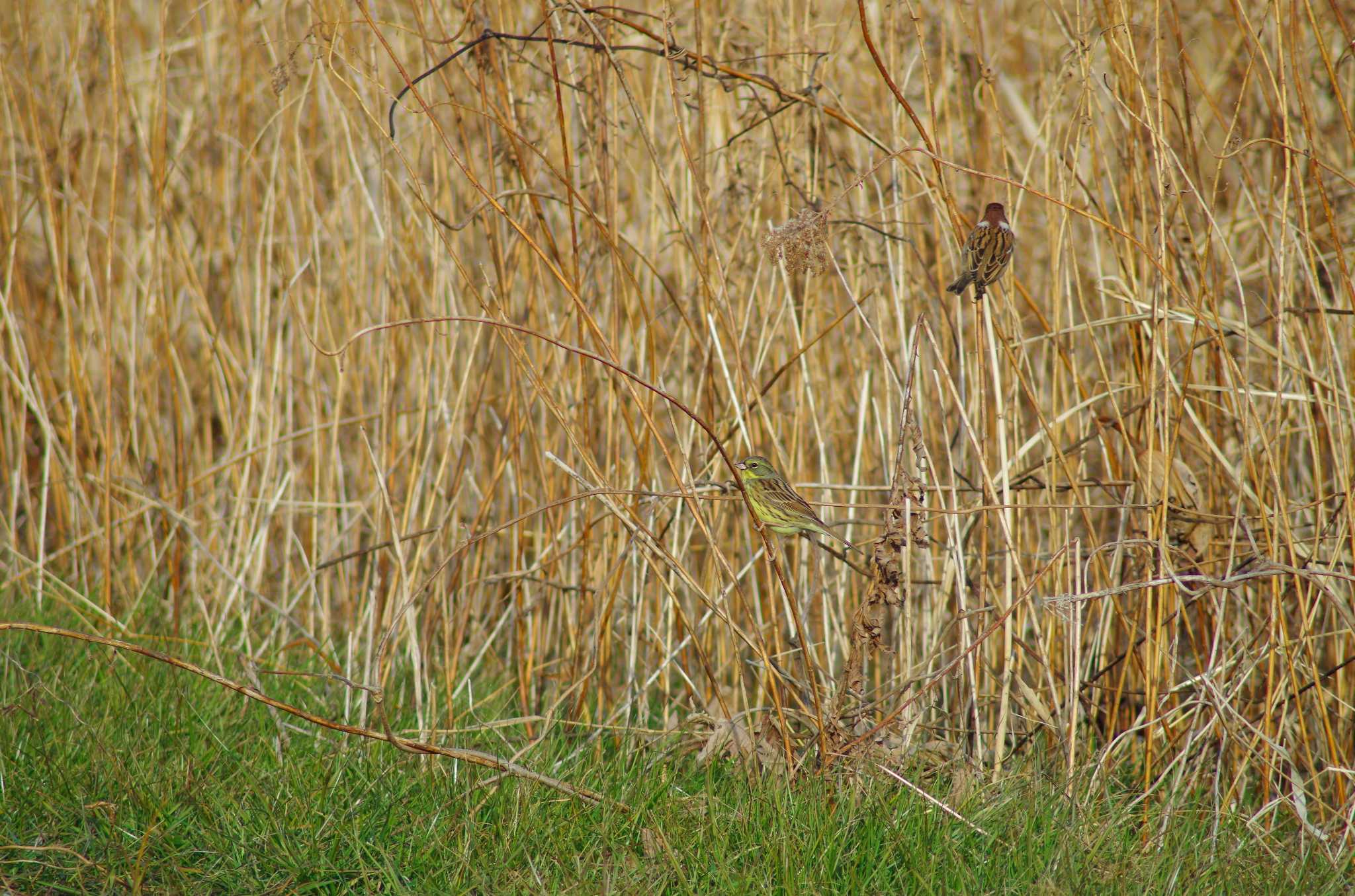 Photo of Masked Bunting at 霞ヶ浦総合公園 by たかとん