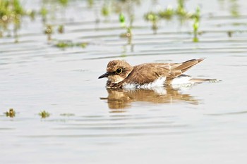 コチドリ 川越 2022年8月27日(土)