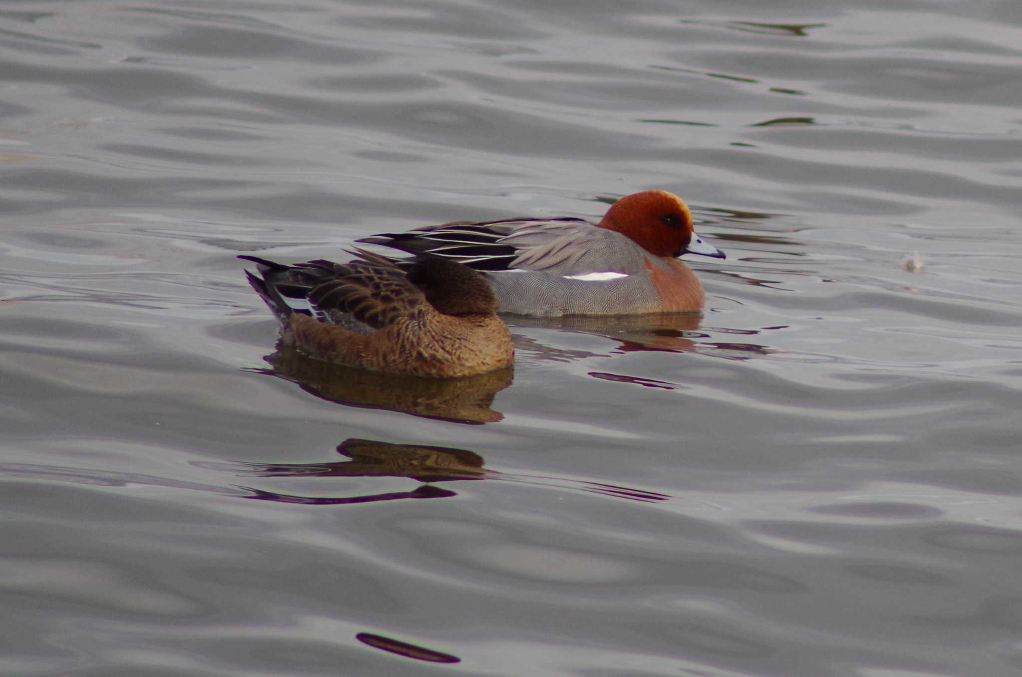 Eurasian Wigeon