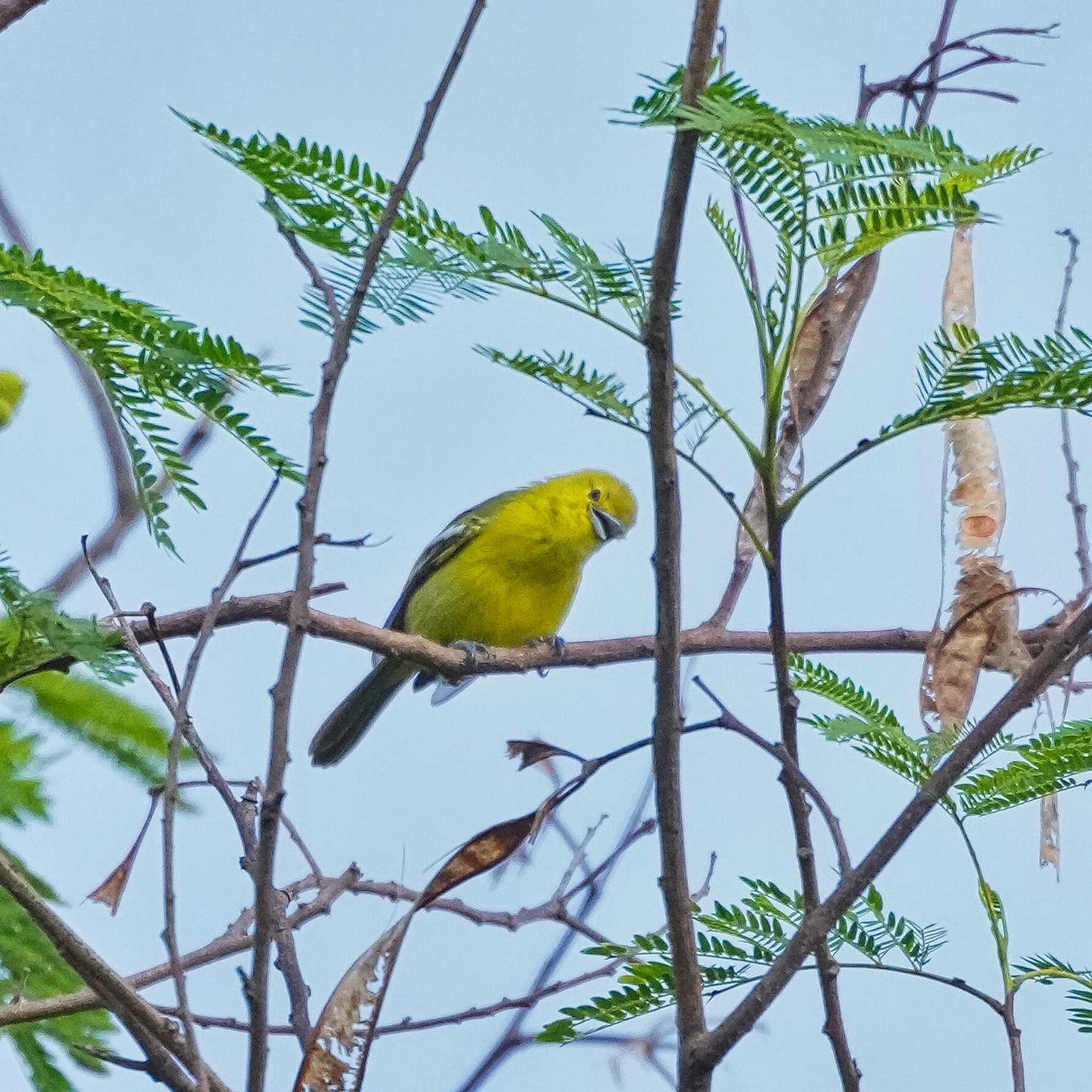 Khao Mai Keao Reservation Park ヒメコノハドリの写真 by span265