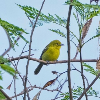 2022年8月31日(水) Khao Mai Keao Reservation Parkの野鳥観察記録