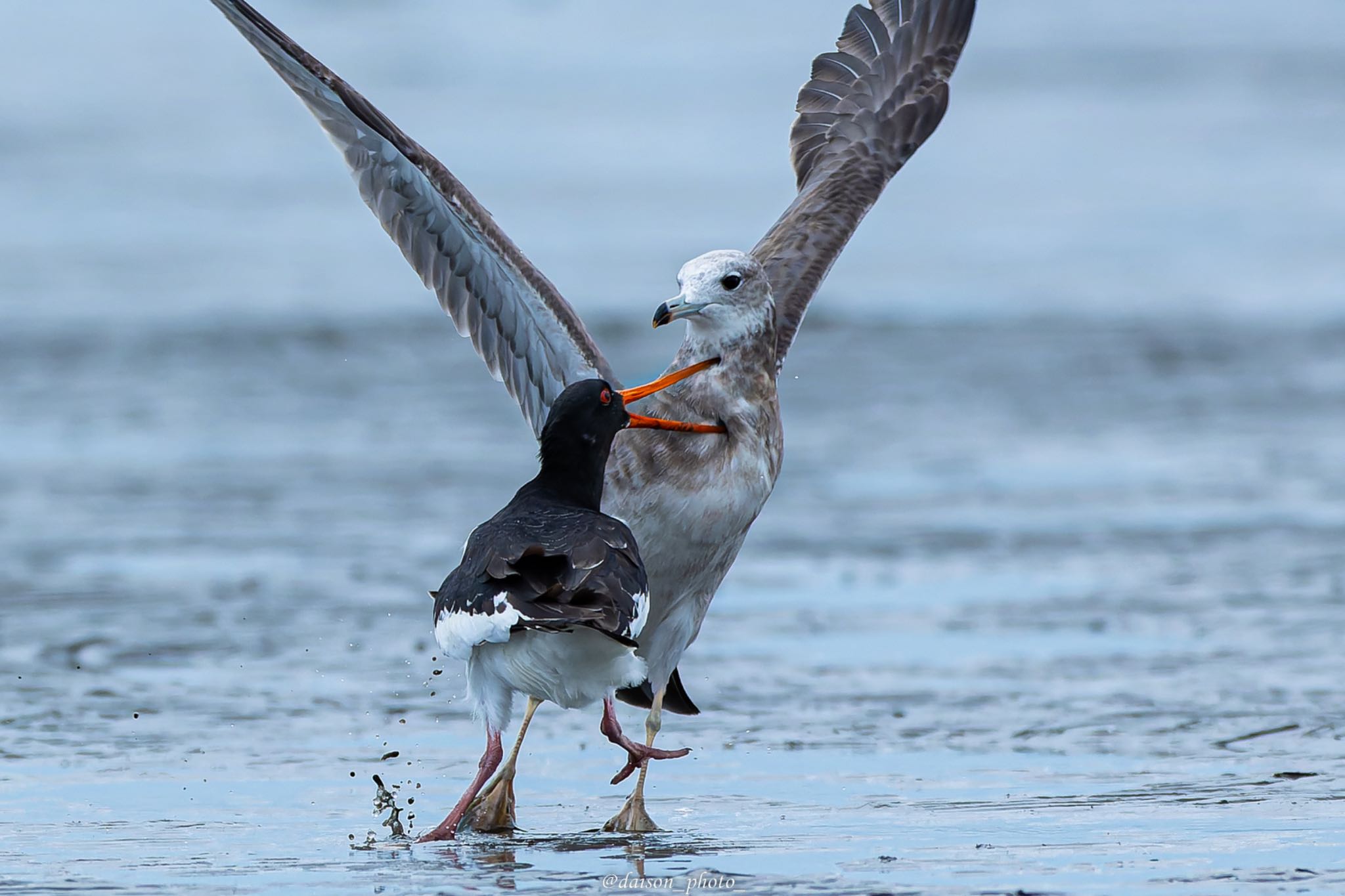 Eurasian Oystercatcher