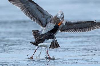 2022年8月29日(月) ふなばし三番瀬海浜公園の野鳥観察記録
