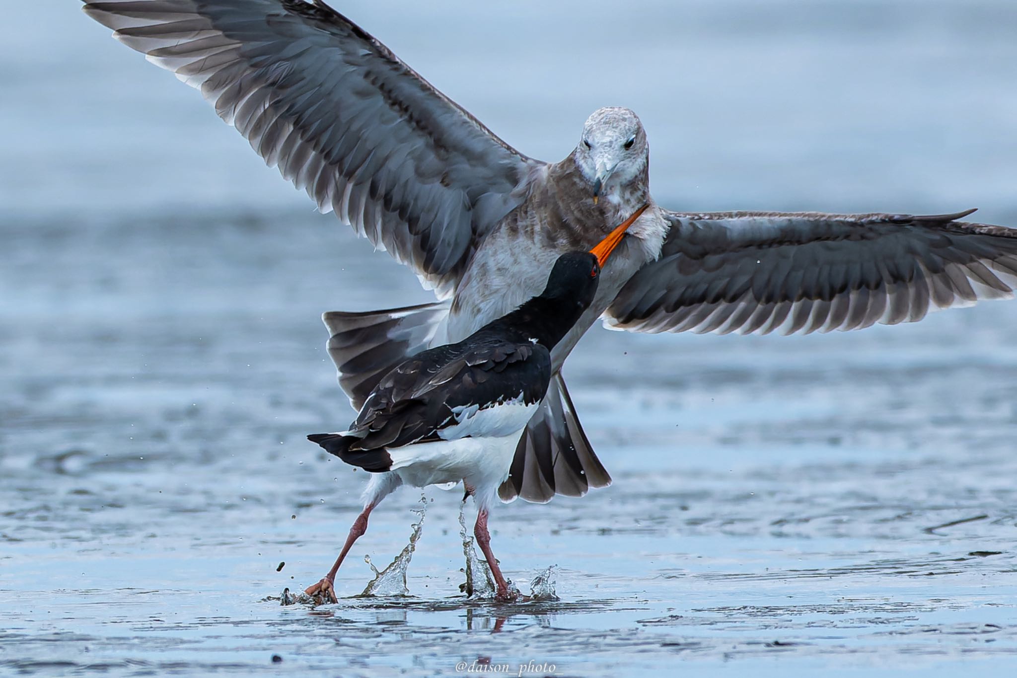 Eurasian Oystercatcher