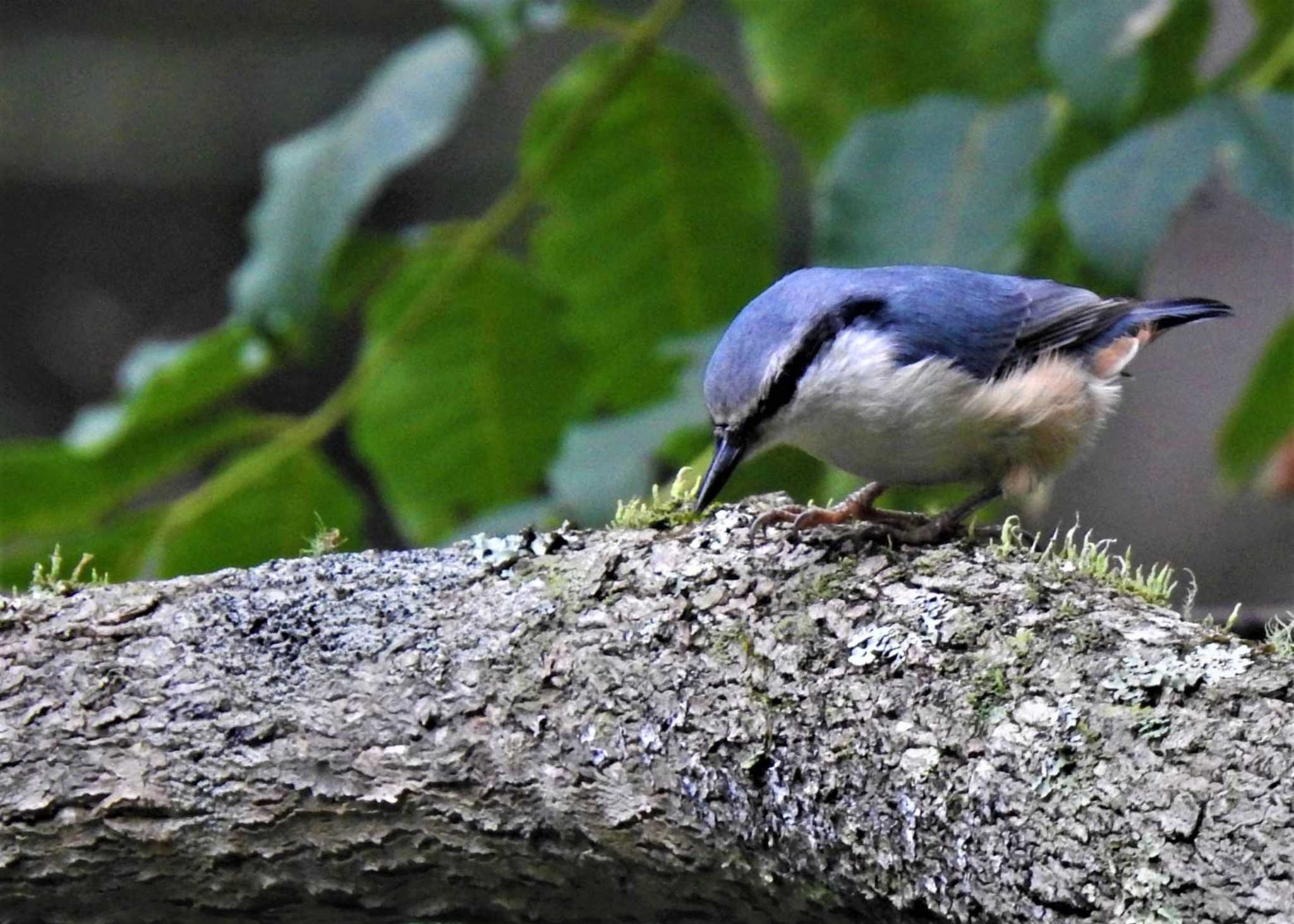 Photo of Eurasian Nuthatch at Togakushi Forest Botanical Garden by まつげ