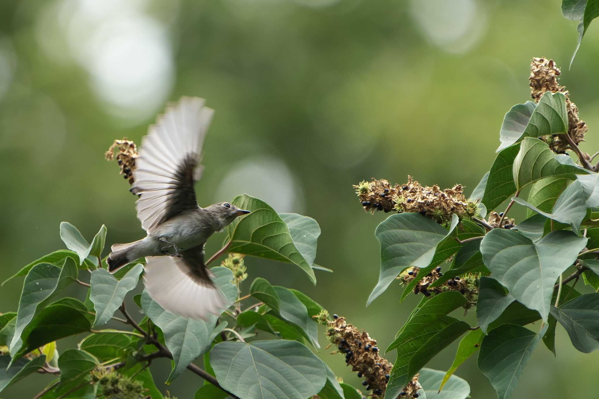 Asian Brown Flycatcher