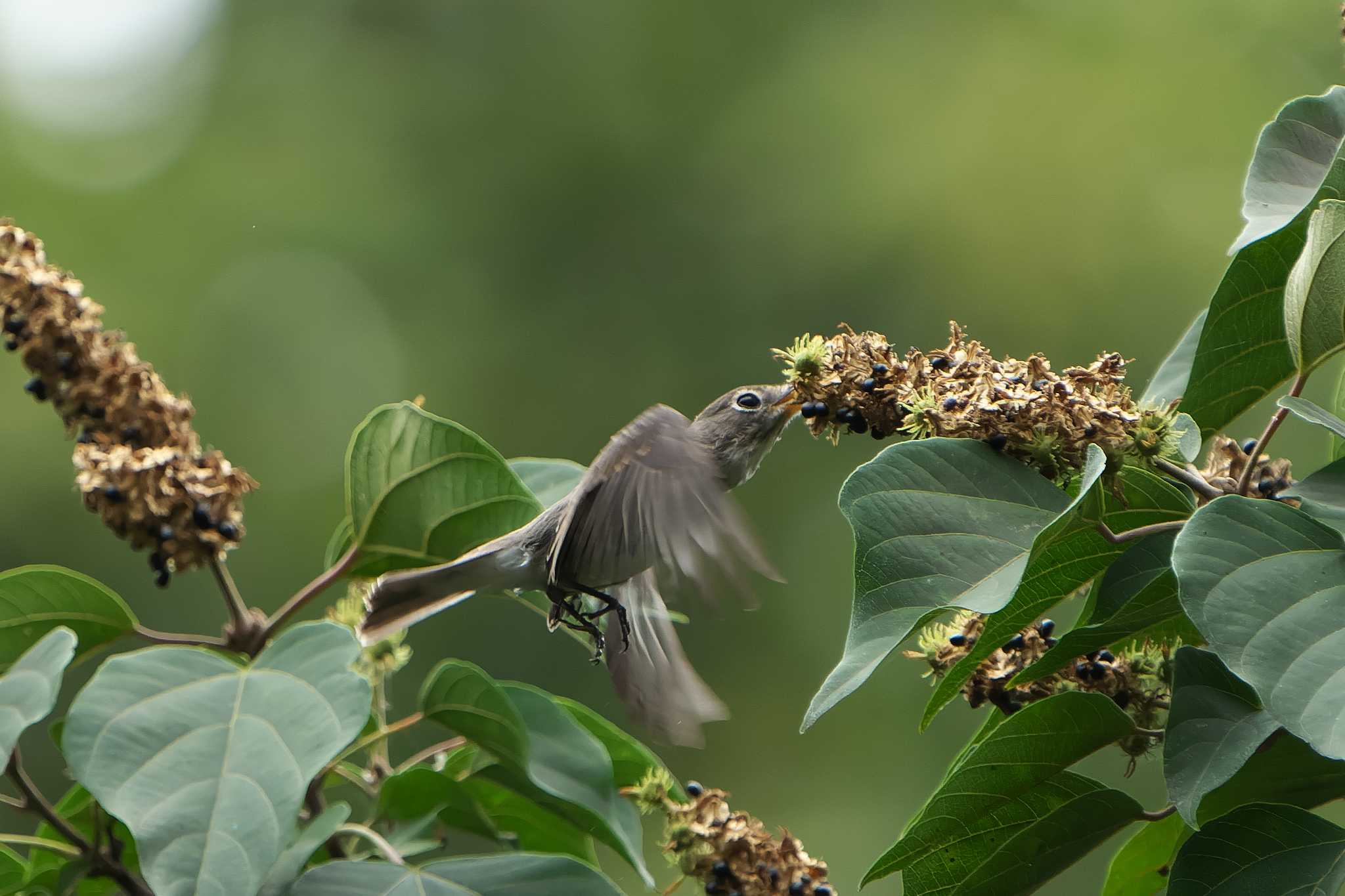 Asian Brown Flycatcher