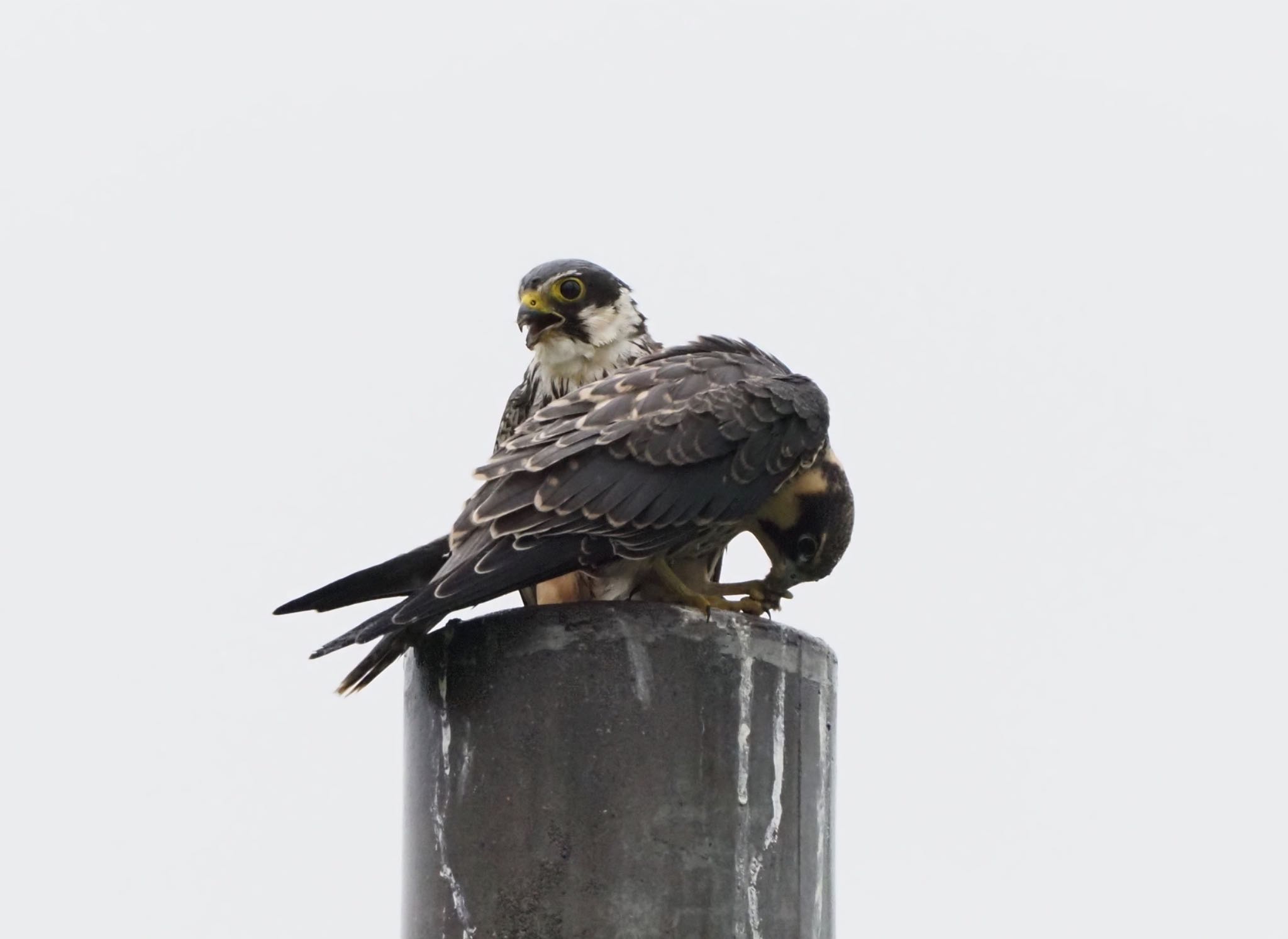 北海道 チゴハヤブサの写真