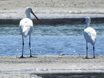 2022年8月21日(日) 網走市 濤沸湖・能取湖卯原内の野鳥観察記録