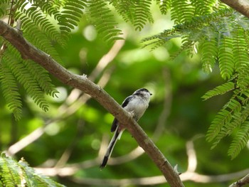 Long-tailed Tit 埼玉県秩父市黒谷 Tue, 8/16/2022