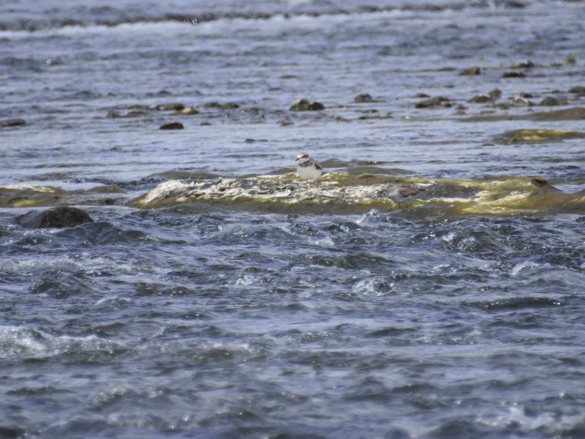 Little Ringed Plover