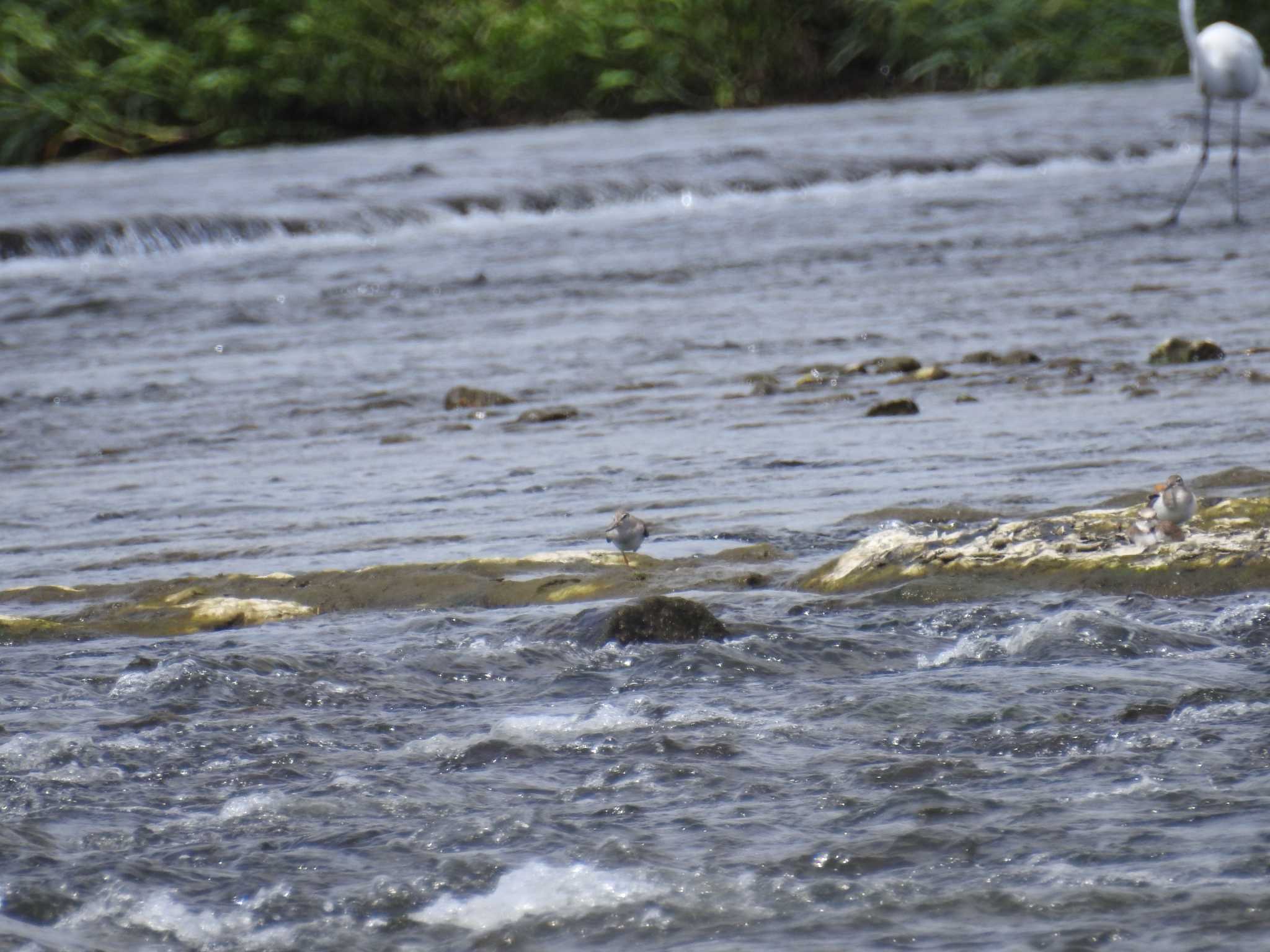 Common Sandpiper