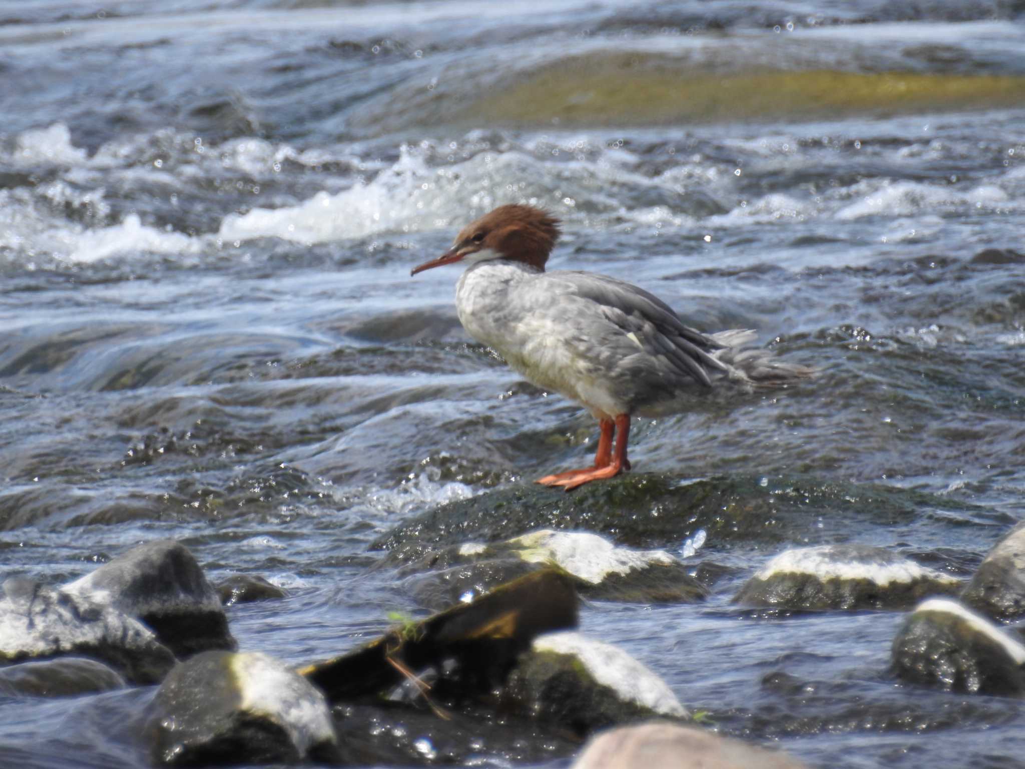 Common Merganser