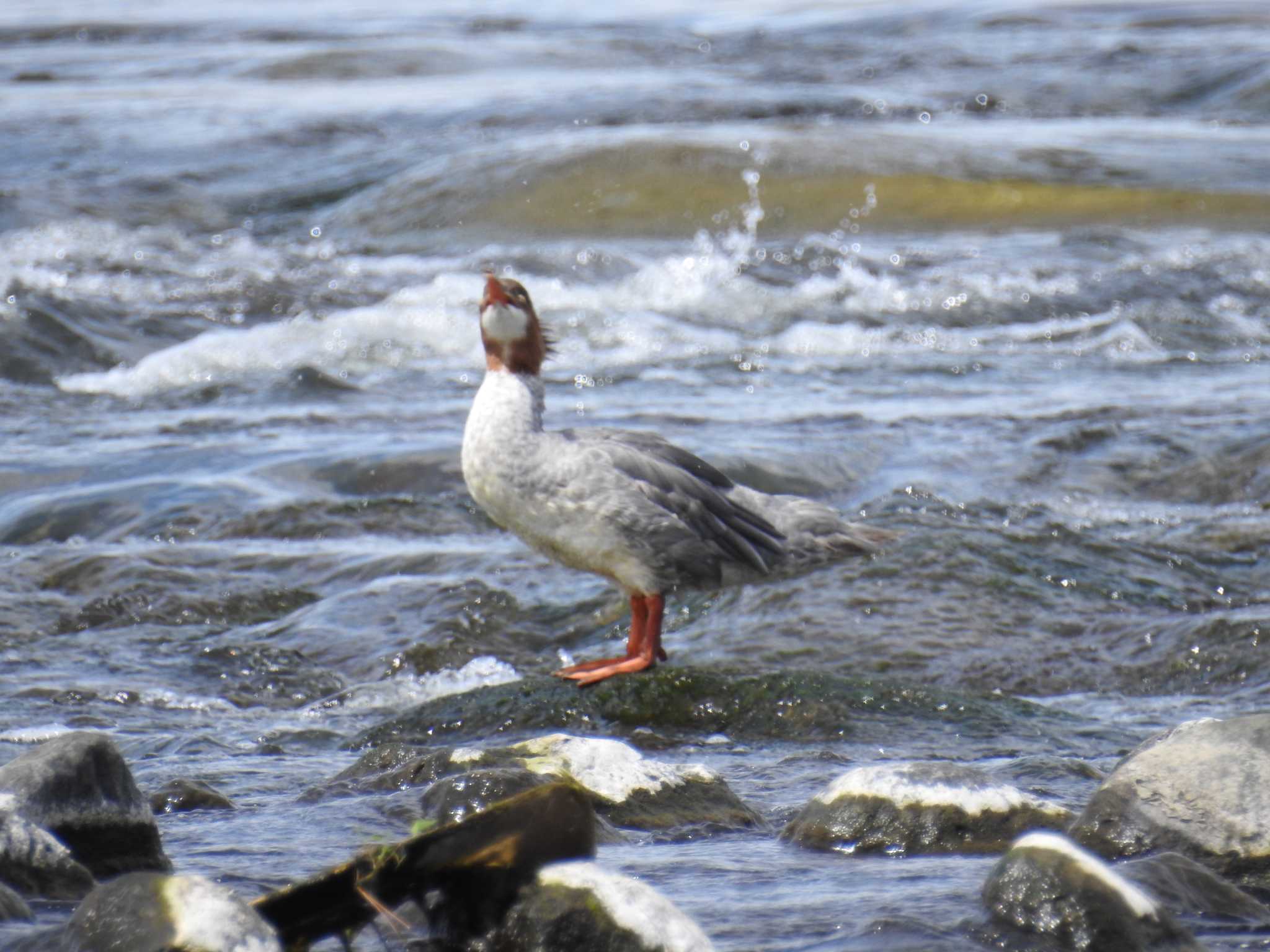 Common Merganser