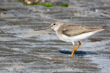 2022年8月12日(金) ふなばし三番瀬海浜公園の野鳥観察記録
