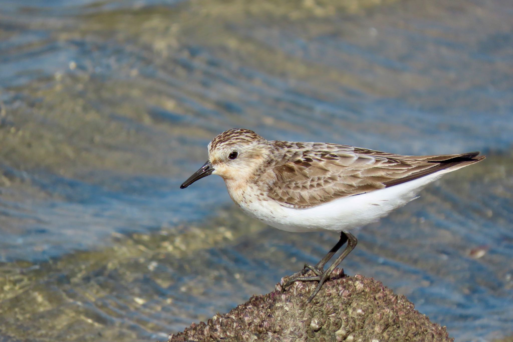 ふなばし三番瀬海浜公園 トウネンの写真 by 中学生探鳥家