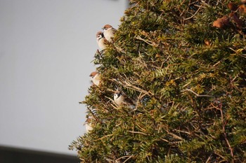 Eurasian Tree Sparrow 自宅前 Fri, 4/8/2022