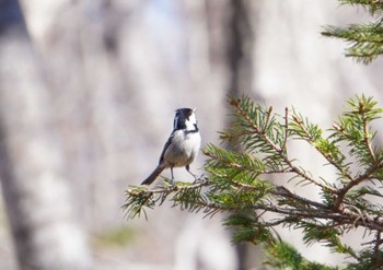 Coal Tit Tomakomai Experimental Forest Sat, 4/30/2022