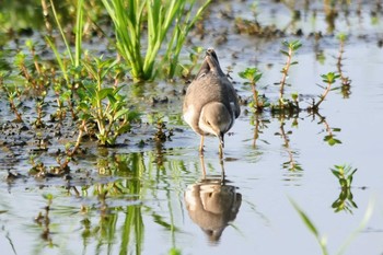 2022年8月27日(土) 厚木田んぼ(猿ヶ島)の野鳥観察記録