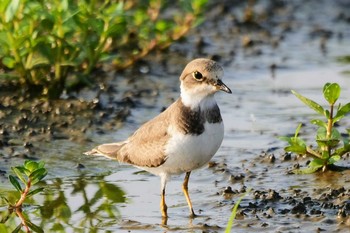 コチドリ 厚木田んぼ(猿ヶ島) 2022年8月27日(土)