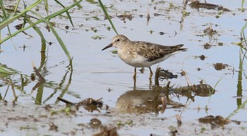 2022年8月18日(木) 赤井町の野鳥観察記録