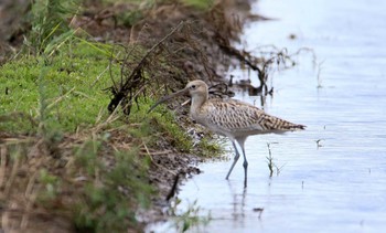 ホウロクシギ 赤井町 2022年8月18日(木)