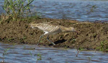 ホウロクシギ 赤井町 2022年8月18日(木)