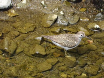 Common Sandpiper 赤平川(郷平橋付近) 埼玉県秩父市 Tue, 8/16/2022