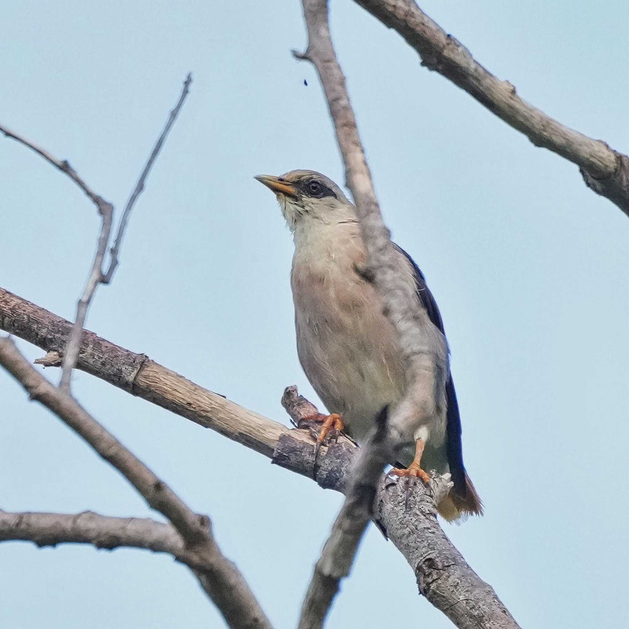 Khao Mai Keao Reservation Park シロガシラムクドリの写真 by span265