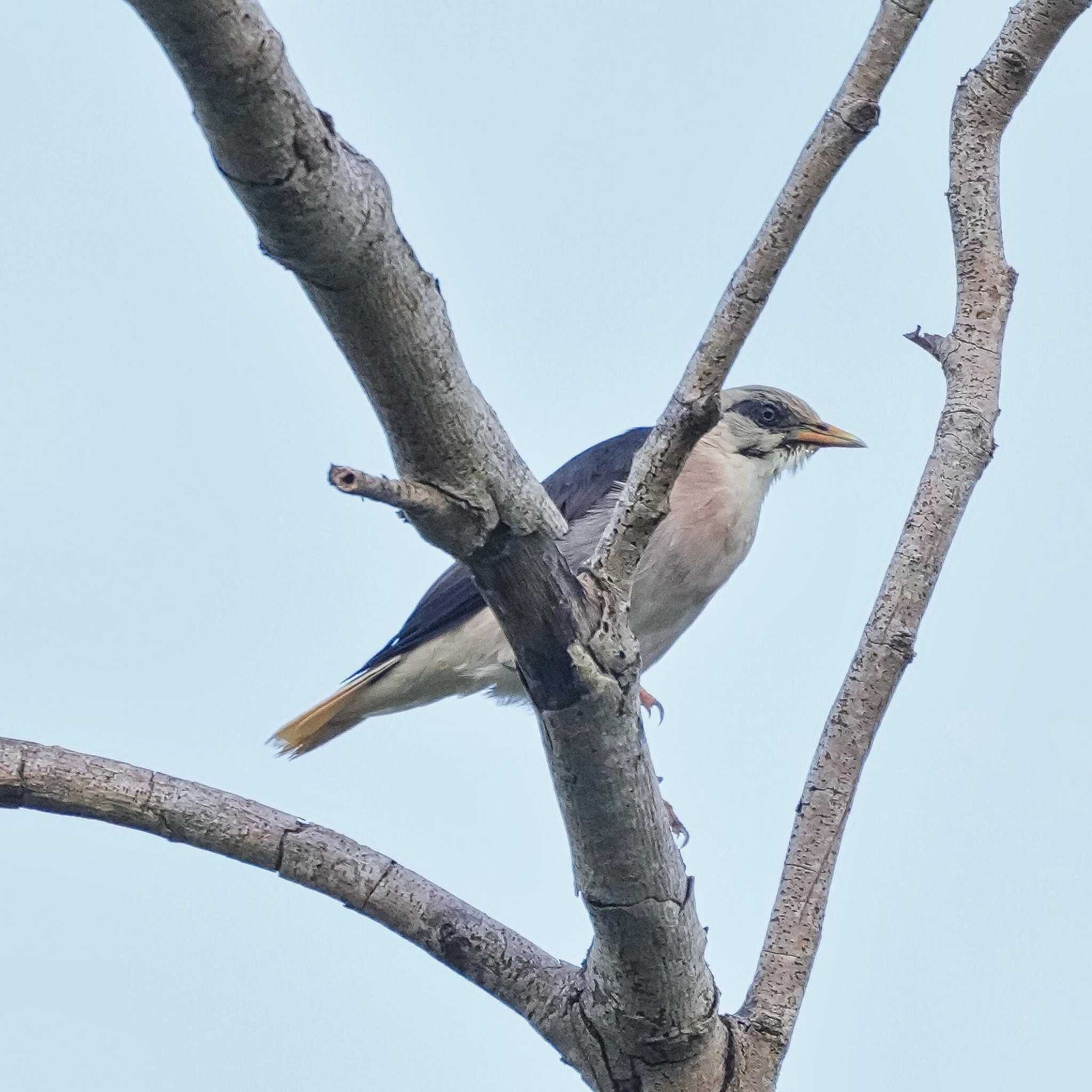 Khao Mai Keao Reservation Park シロガシラムクドリの写真 by span265