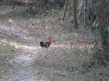 セキショクヤケイ カッティエン国立公園 撮影日未設定