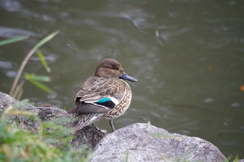 コガモ 洞峰公園 2018年1月28日(日)