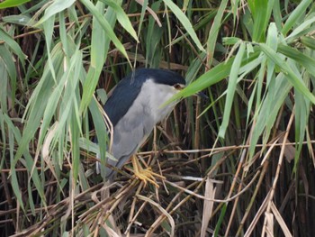 2022年8月28日(日) 埼玉県川口市の野鳥観察記録