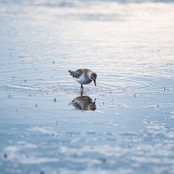 Red-necked Stint 長野県 Thu, 8/25/2022