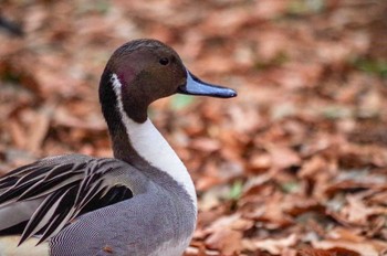 オナガガモ 洞峰公園 2018年1月28日(日)