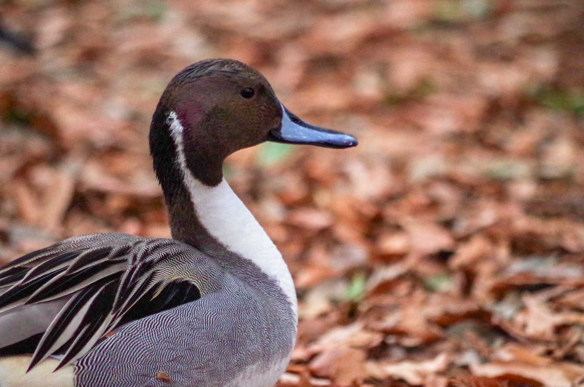 Photo of Northern Pintail at 洞峰公園 by たかとん