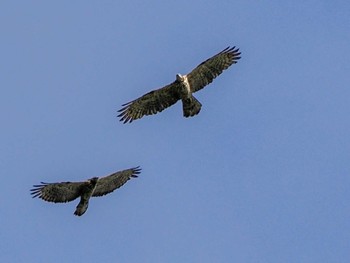 2022年9月1日(木) 五天山公園(札幌市西区)の野鳥観察記録