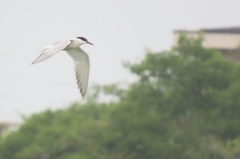 2022年8月31日(水) 伊佐沼周辺の野鳥観察記録
